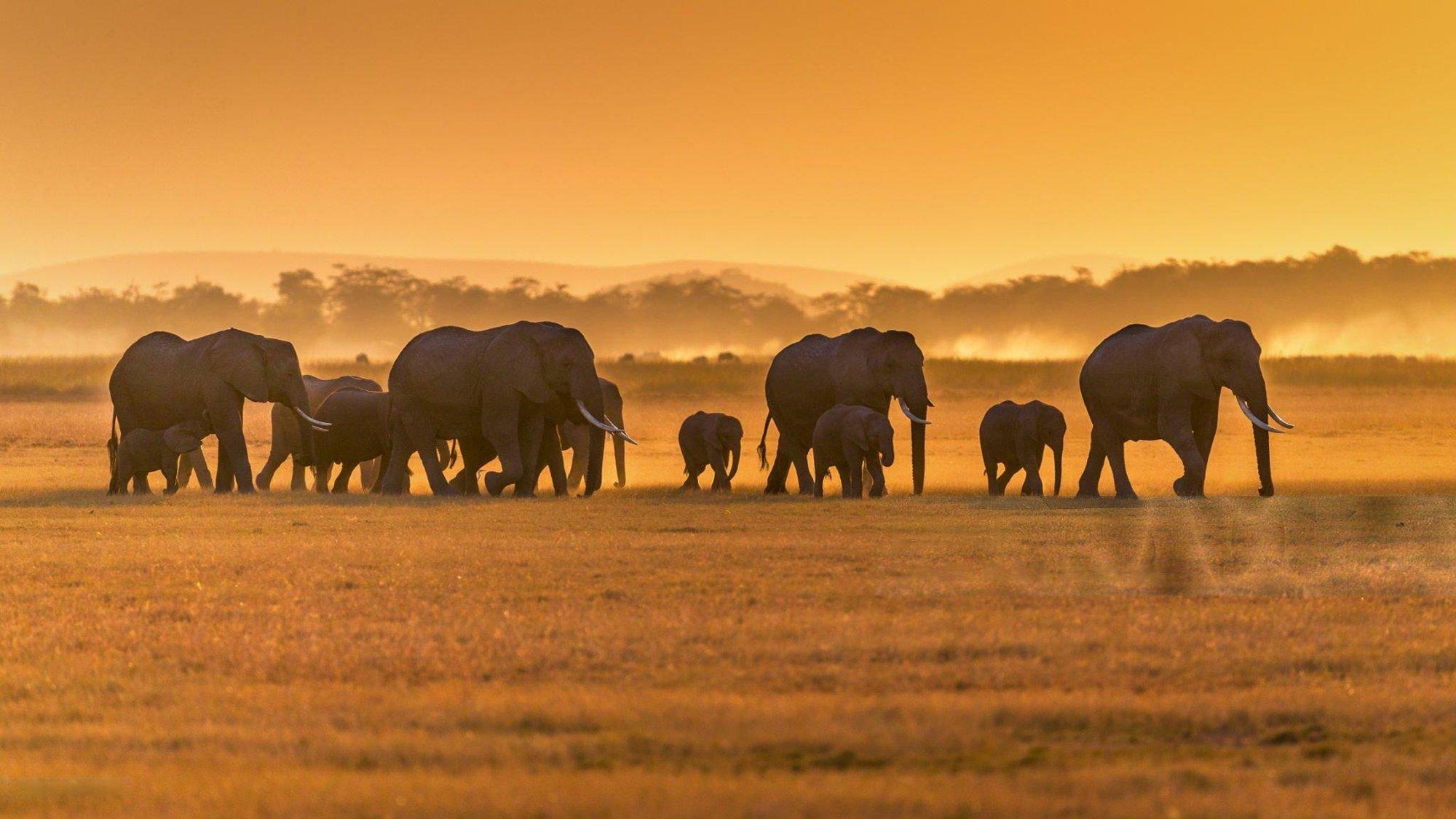 Elephant herd beneath ancient baobab trees in Tarangire