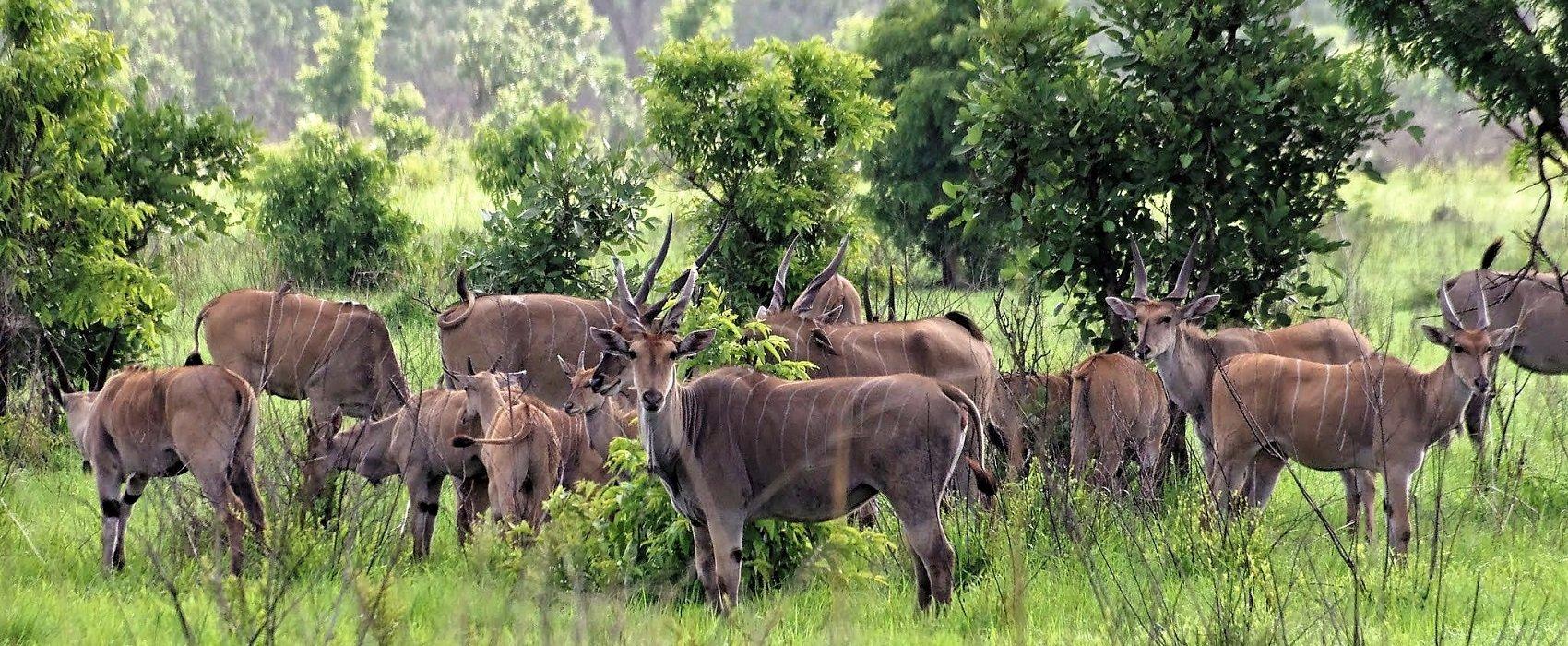 Ruaha National Park landscape