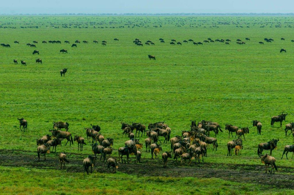 Herd of elephants at golden hour on the Serengeti plains